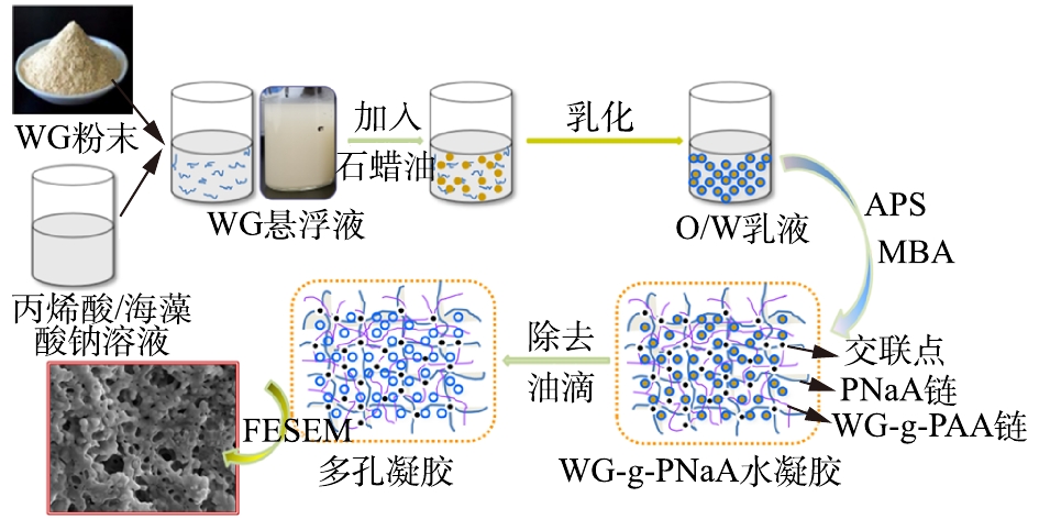 pickering乳液模板多孔wg-g-pnaa水凝胶三维网络形成过程示意