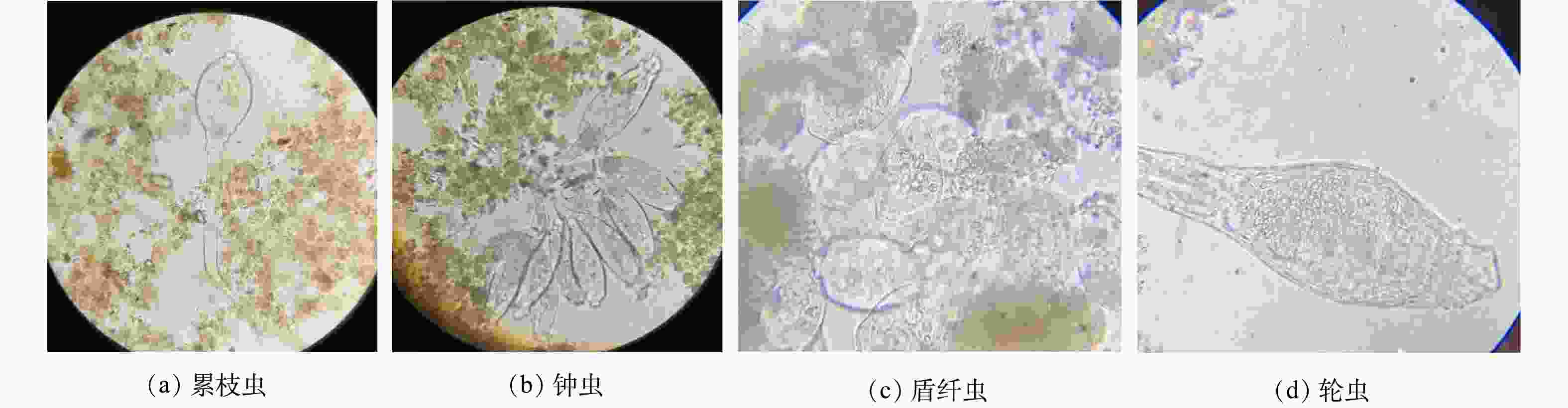 生物池中有大量的累枝虫,钟虫,盾纤虫和轮虫,说明固着型纤毛虫数量